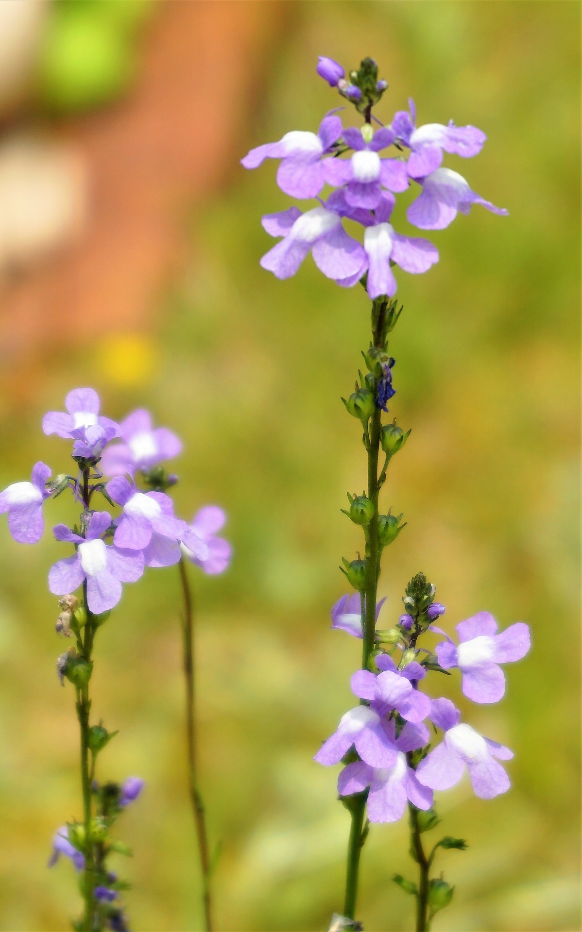 松葉海蘭 まつばうんらん 庭の芝生の中にに咲いてて調べました 花言葉 喜び 輝き セクシーパパさんの観光地巡り