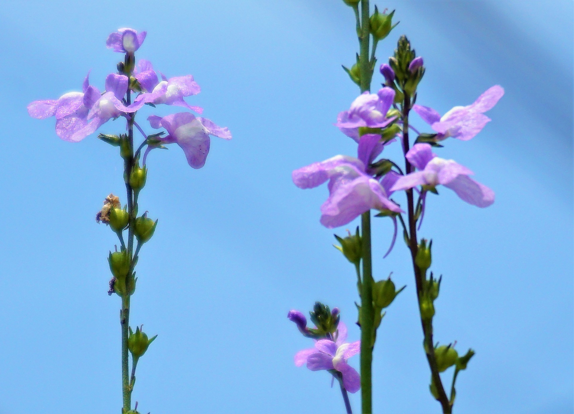 松葉海蘭 まつばうんらん 庭の芝生の中にに咲いてて調べました 花言葉 喜び 輝き セクシーパパさんの観光地巡り