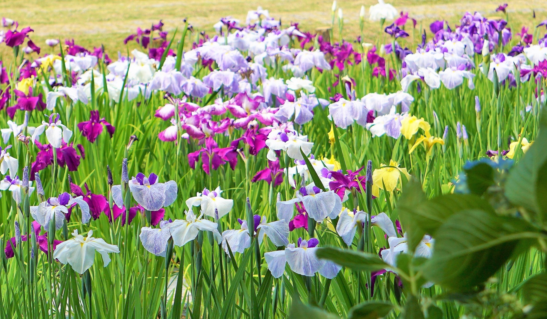 池田池公園 愛媛県新居浜市 花菖蒲約本と周辺のアジサイ セクシーパパさんの観光地巡り