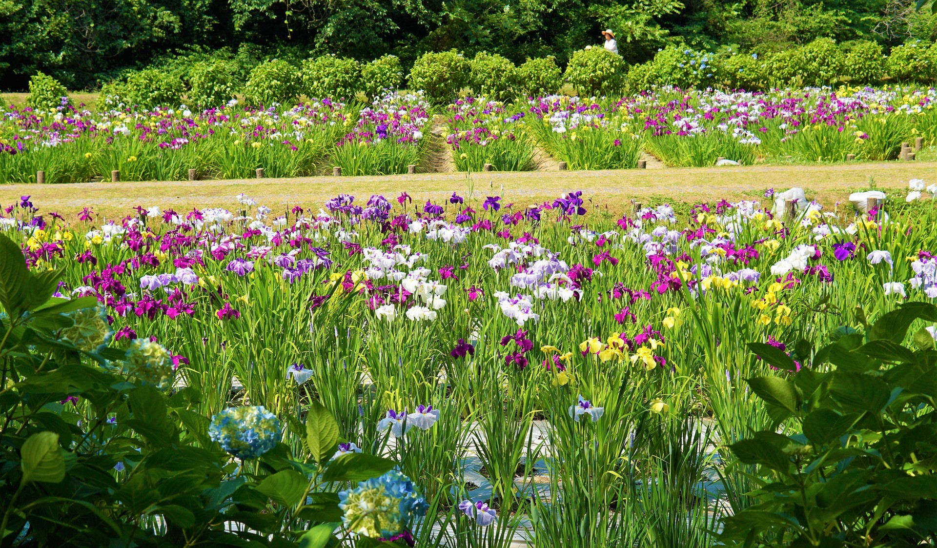 池田池公園 愛媛県新居浜市 花菖蒲約本と周辺のアジサイ セクシーパパさんの観光地巡り